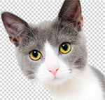 Бесплатный вебинар «Создание размытого или прозрачного фона в Photoshop»